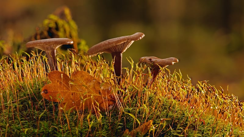 Mossy Forest